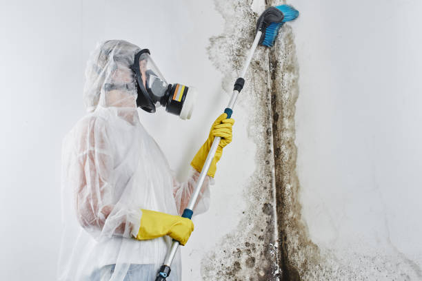 Best Post-Flood Mold Remediation in Bethel, OH