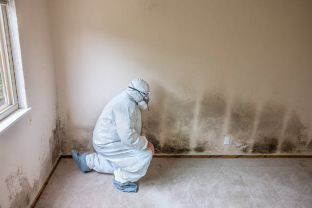 Best Commercial Mold Remediation in Bethel, OH