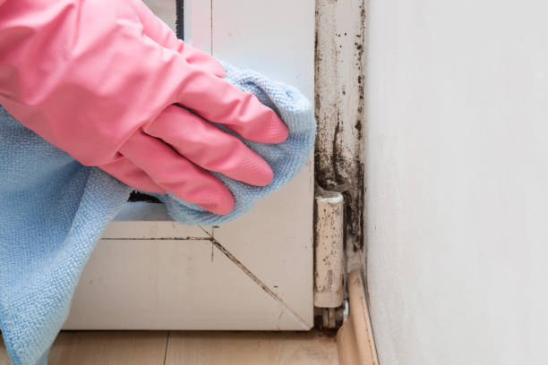 Best Residential Mold Remediation in Bethel, OH